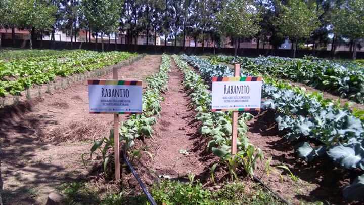 Entregaron la primera producción de la Huerta Agroecológica