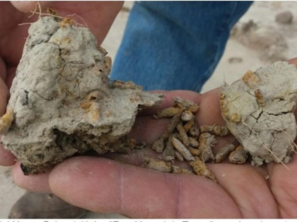 Descubren en San Pedro plantas acuáticas fosilizadas