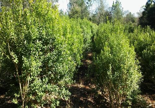 Misiones. El INTA rescata una especie ancestral de yerba mate