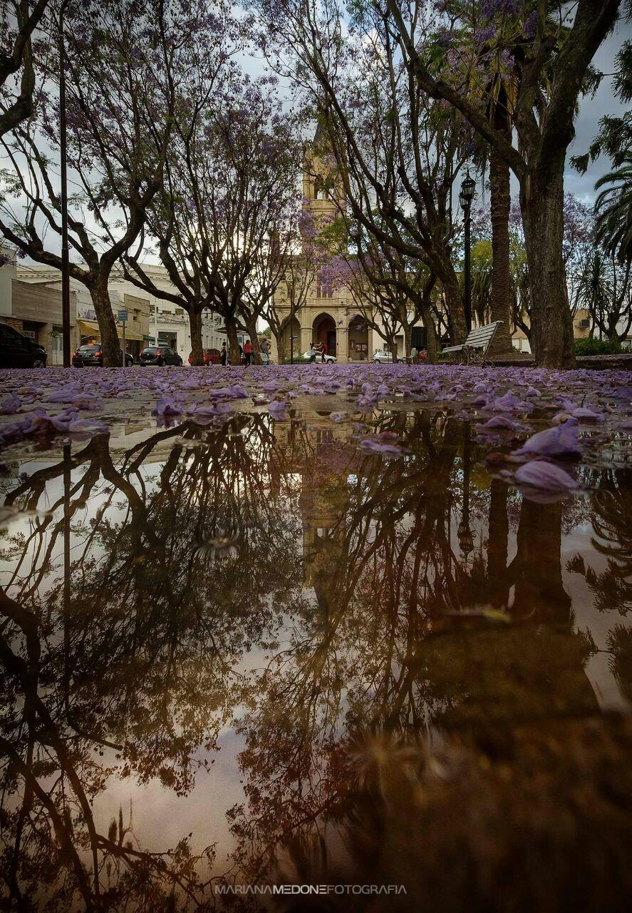 Los jacarandaes y las tipas pintan Baradero con sus flores