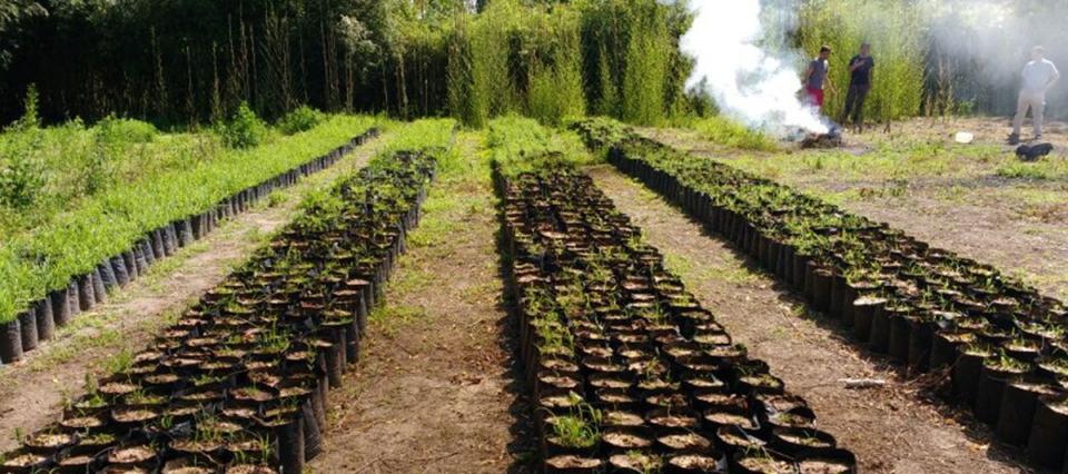 Destruyen 2.000 plantas cítricas en Baradero para evitar el HLB