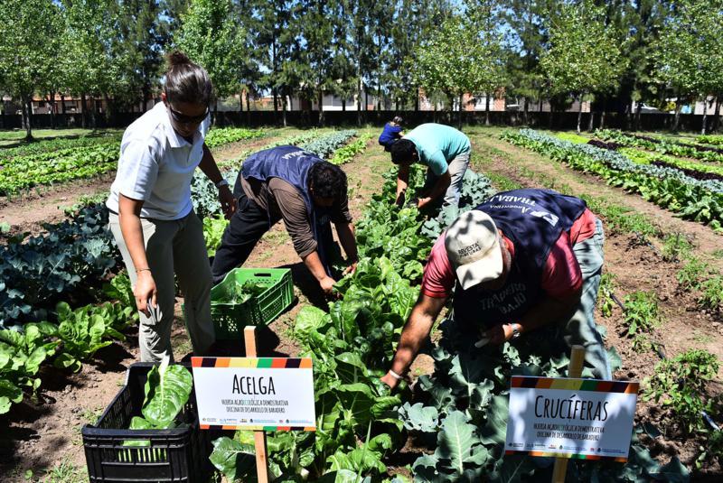 Comenzó la cosecha en la huerta municipal