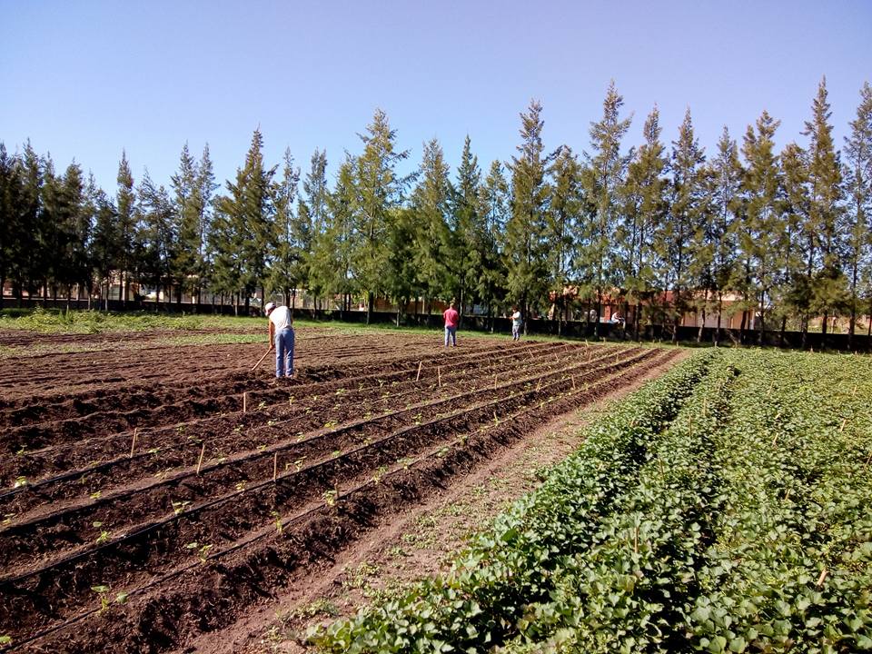 EcoHuerta: este viernes continúa la venta de verduras en la Plaza Colón