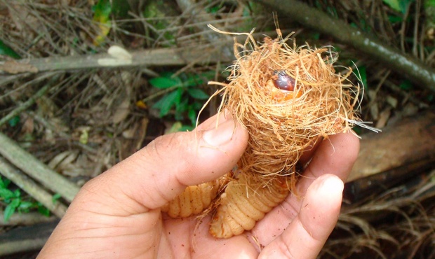 El Conicet estudia la producción de insectos comestibles en la Argentina