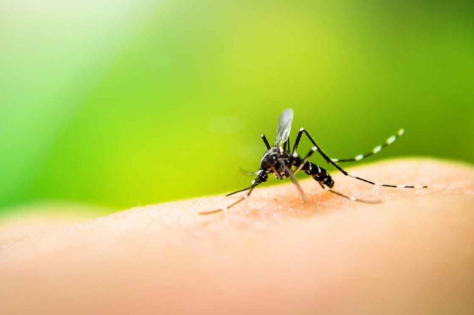 Mito o realidad: ¿por qué los mosquitos pican a algunas personas más que a otras?