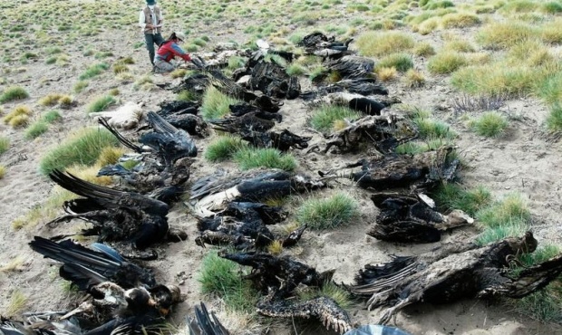 Aparecieron 34 cóndores muertos en Mendoza e investigan las causas