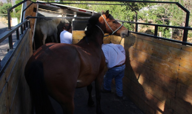 En territorio bonaerense los caballos deberán llevar su documento de identidad en un microchip