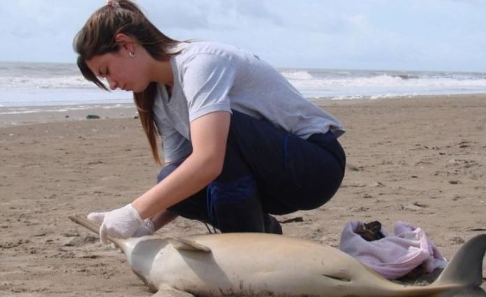 Aparecieron 14 delfines muertos en las playas del Partido de la Costa