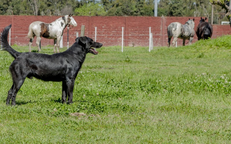 Recomendaciones para prevenir la Leishmaniasis visceral canina