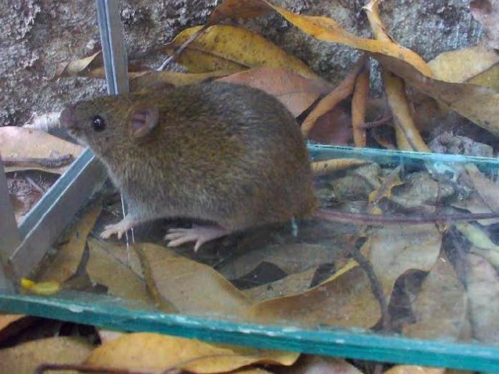 San Pedro. Alerta y prevención por un caso de Hantavirus