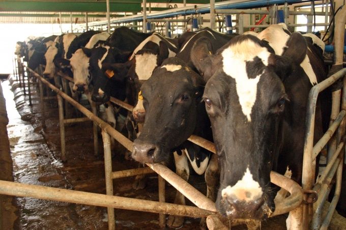 Sequía y maíz más caro: El sector lechero argentino enfrenta una “tormenta perfecta”
