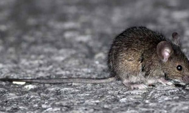 Se registraron 17 casos de hantavirus en territorio bonaerense