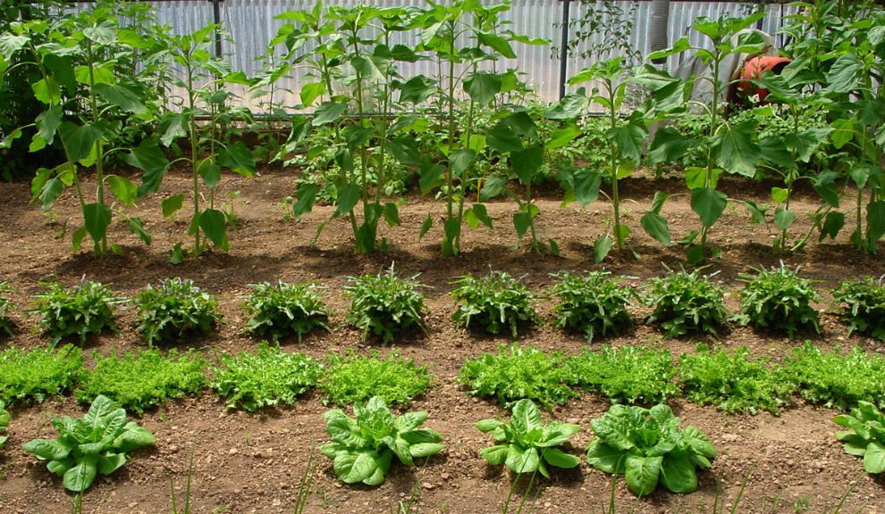 Huerta de otoño e invierno para armar
