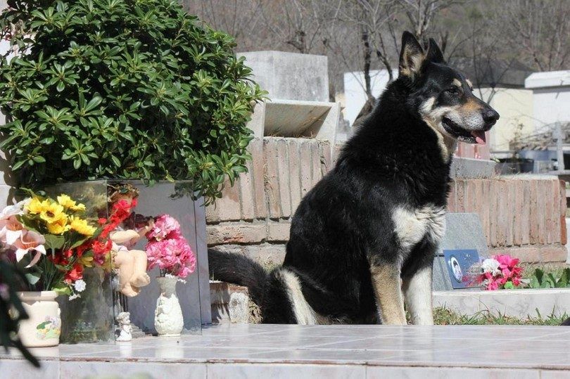 Murió Capitán, el perro cordobés que vivió junto a la tumba de su dueño por más de 10 años