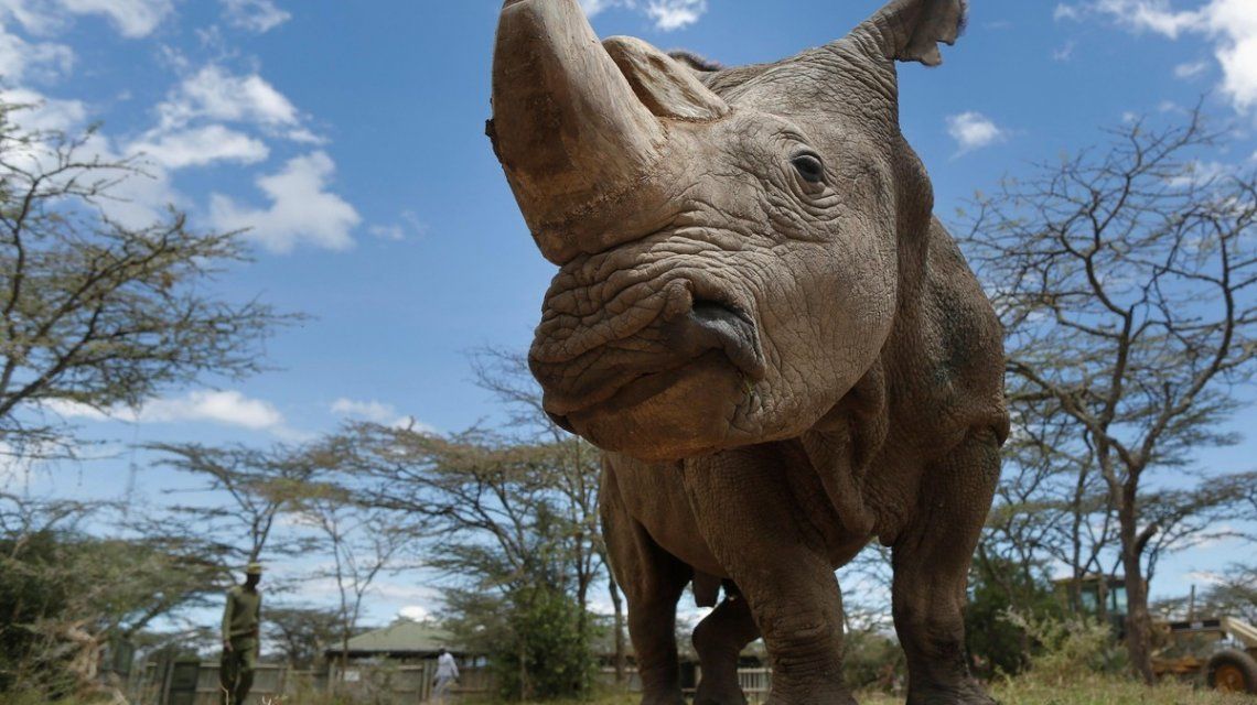 Murió el último rinoceronte blanco macho del mundo
