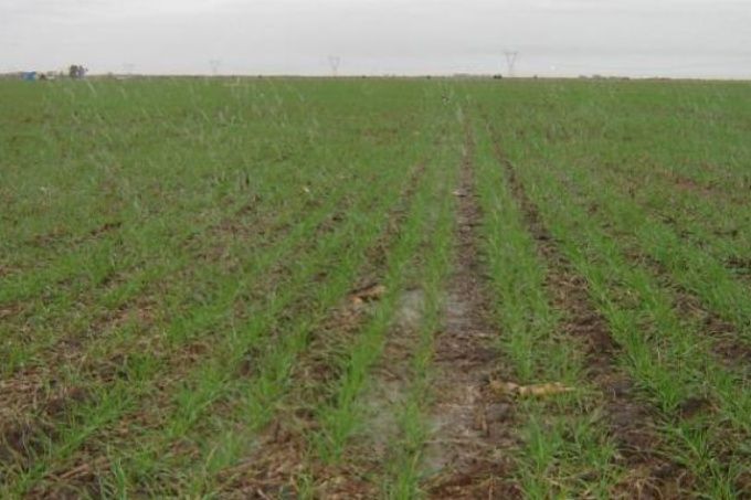 Las últimas lluvias en Buenos Aires no alcanzaron para detener la caída en la producción de soja y maíz
