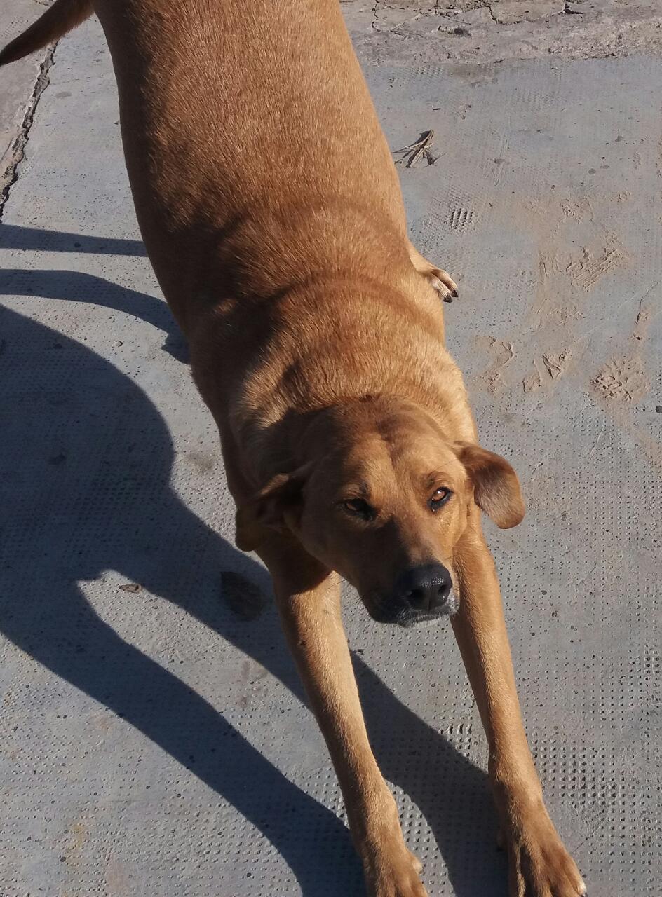 Ojitos de miel