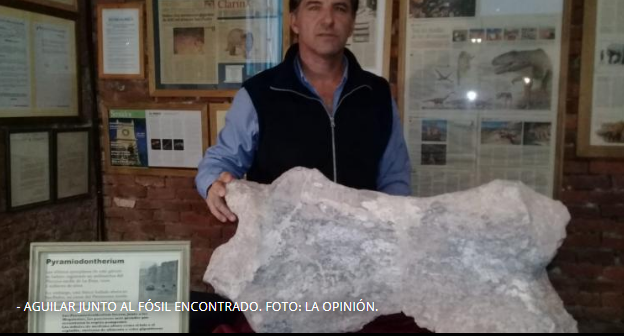 El Museo Paleontológico presentó su nuevo hallazgo