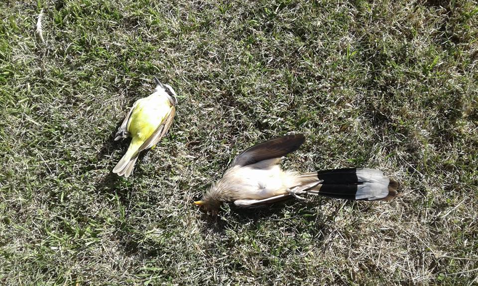Aves muertas y tejidos cortados en el Parque del Este
