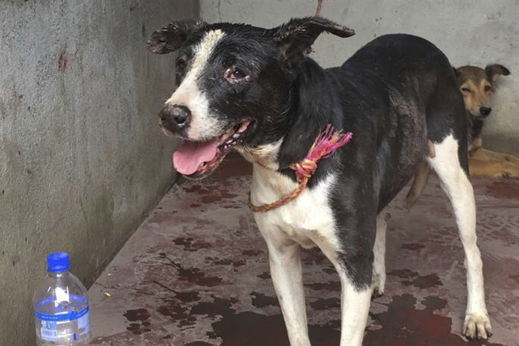 «Rambo», el perro que sobrevivió a la erupción en Guatemala y se quedó junto a los cuerpos de sus dueños
