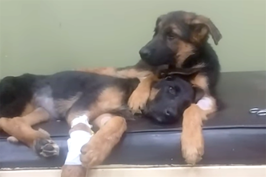 La salud de nuestras mascotas. Él se quedó a cuidar a su hermana internada.