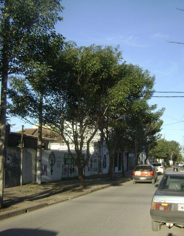 Lapacho