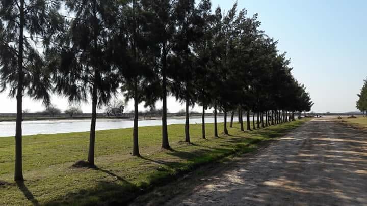En el Día nacional del árbol, Espacios Verdes  forestó  nuestra costa.