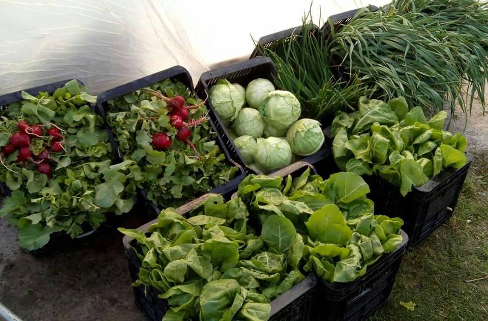 Bolsa saludable en Plaza Mitre