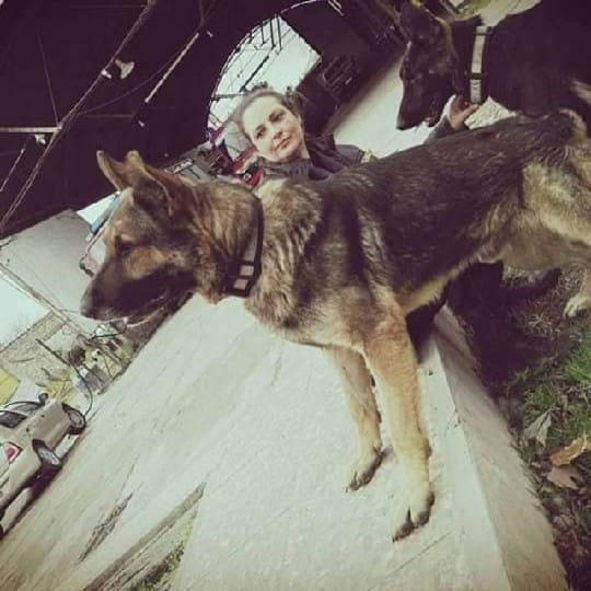 Se perdió un perro de búsqueda en la zona de Baradero