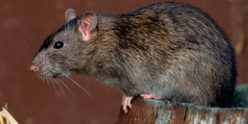 Hantavirus: ya son 23 los casos confirmados