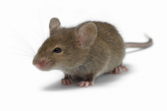 Hantavirus: Un ratón «colilarga» fue cazado por un perro pero no portaba el virus