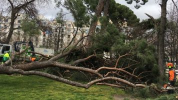 Un niño de 3 años murió aplastado por la rama de un árbol en Santiago del Estero