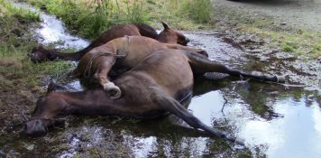 La insólita muerte de tres caballos de paseo: electrocutados en un arroyo