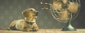 Golpes de calor: cómo proteger a los perros
