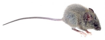 Hantavirus: un trabajo en equipo para la prevención