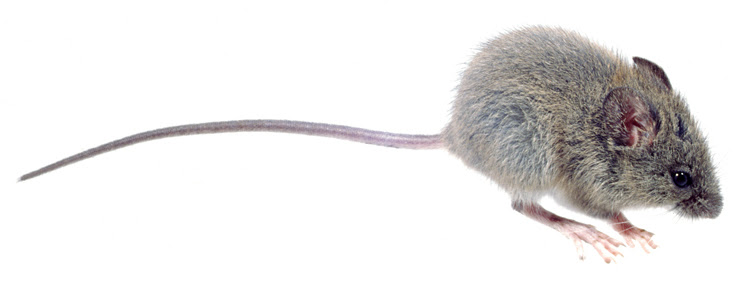 Hantavirus: un trabajo en equipo para la prevención
