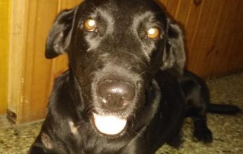 Permanecerá detenida la dueña del perro que atacó a la rescatista Jana