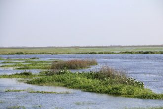 El Rio llegó a los 3 metros y el ganado huye de la isla