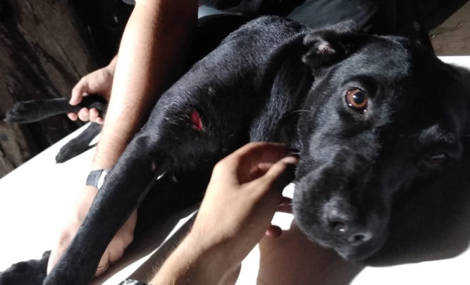 Atacan y hieren a Jana la perra rescatista de la Brigada K9 Campana