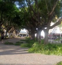 Cortaron las ramas bajas de los jacarandás