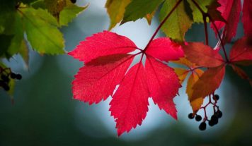 Equinoccio de otoño: el hemisferio sur abandona el verano