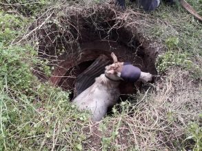 Bomberos: Rescataron a un caballo de un pozo ciego
