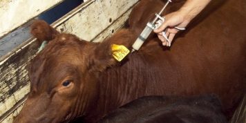 Sociedad Rural Baradero Informa: Primera campaña de vacunación Antiaftosa– Antibrucelica