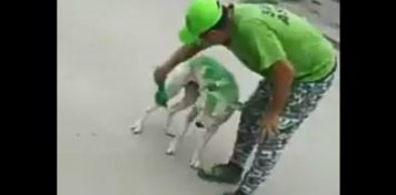 La peor campaña: pintaron a un perro con los colores de un candidato tucumano