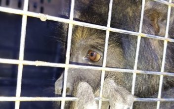 Alientan a denunciar tráfico ilegal de la fauna silvestre en el territorio bonaerense