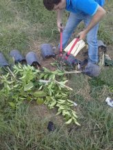 El Senasa destruyó plantas cítricas en puestos de venta al público en la localidad de Baradero