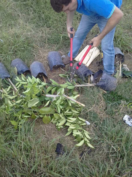 El Senasa destruyó plantas cítricas en puestos de venta al público en la localidad de Baradero