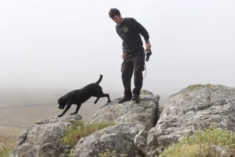 La perra rescatista Jana se recupera en Tandil de las graves heridas sufridas en un allanamiento