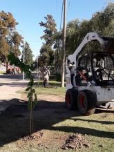 Forestación: Plantaron arboles autóctonos en la zona costera