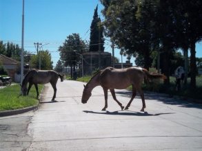 Otra vez caballos sueltos generan preocupación